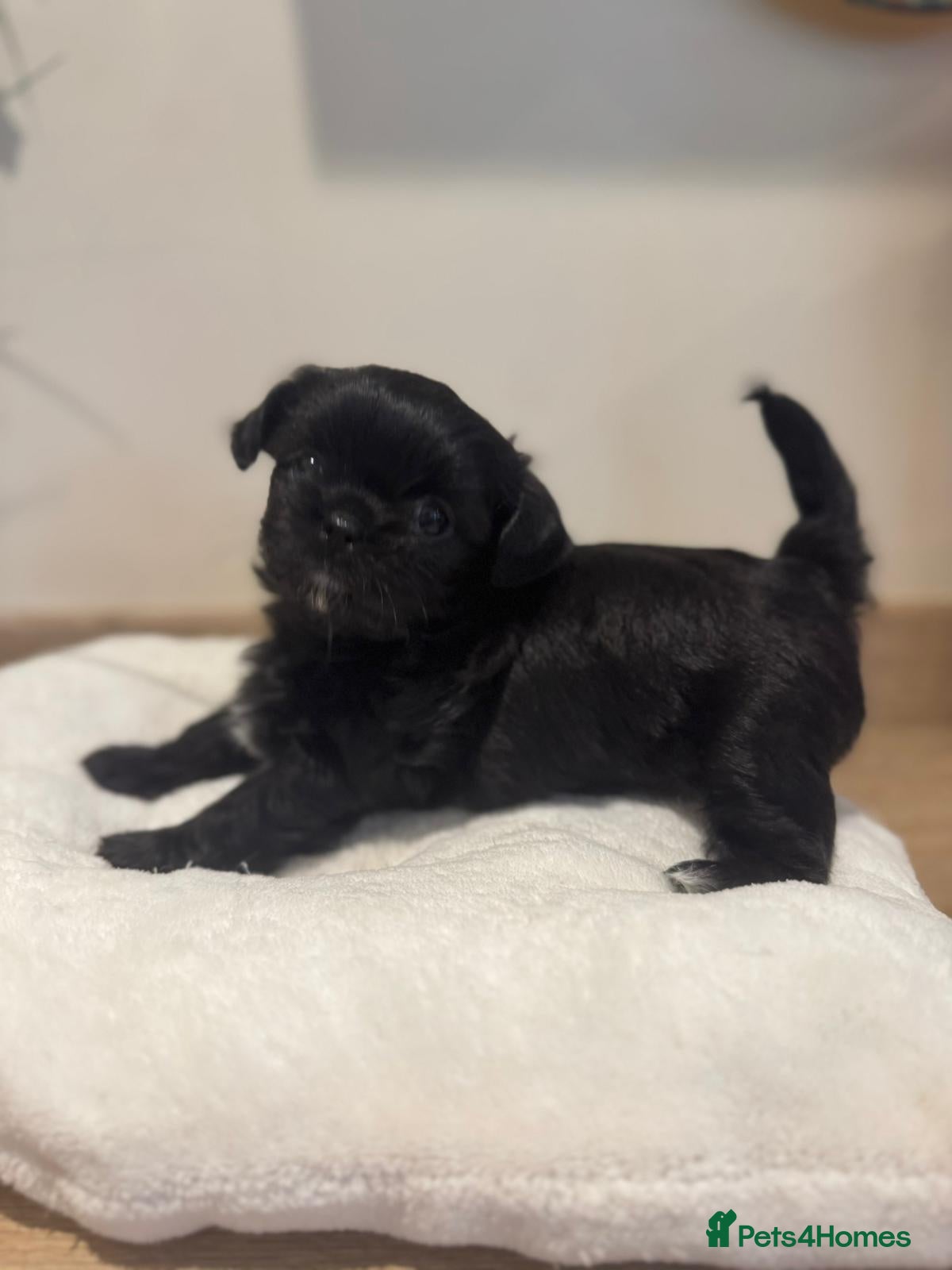 Mixed Breed dogs Lovely litter of beautiful shichis - Advert 2