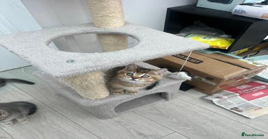 British Shorthair cats - Advert 12