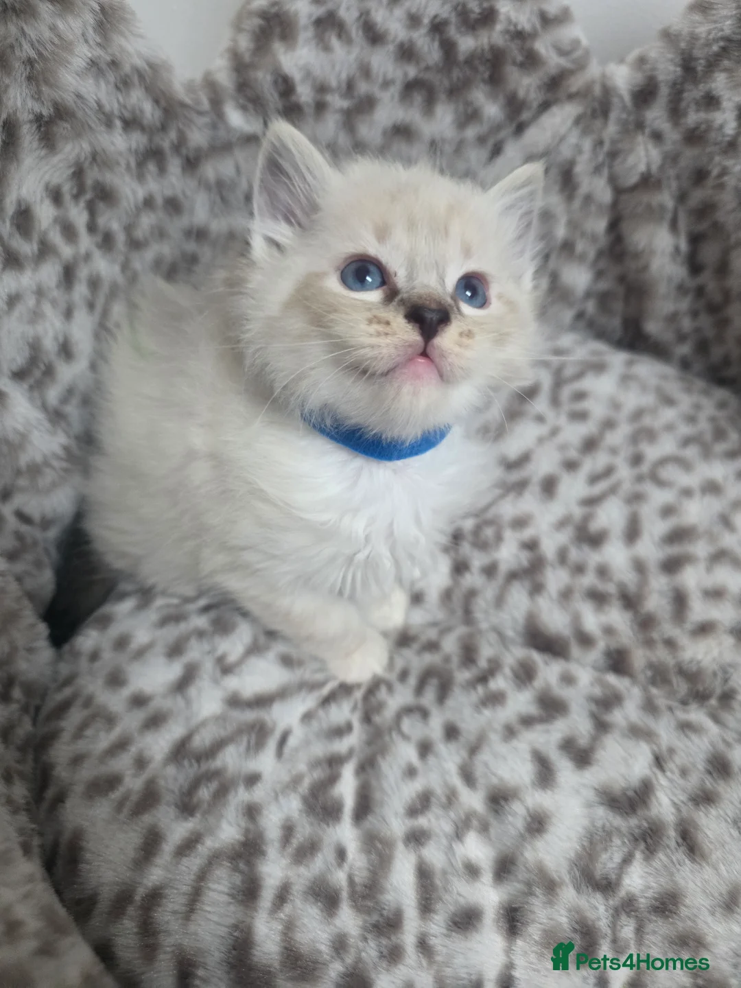 Ragdoll cats for sale: Stunning Ragdoll kittens - Advert 25