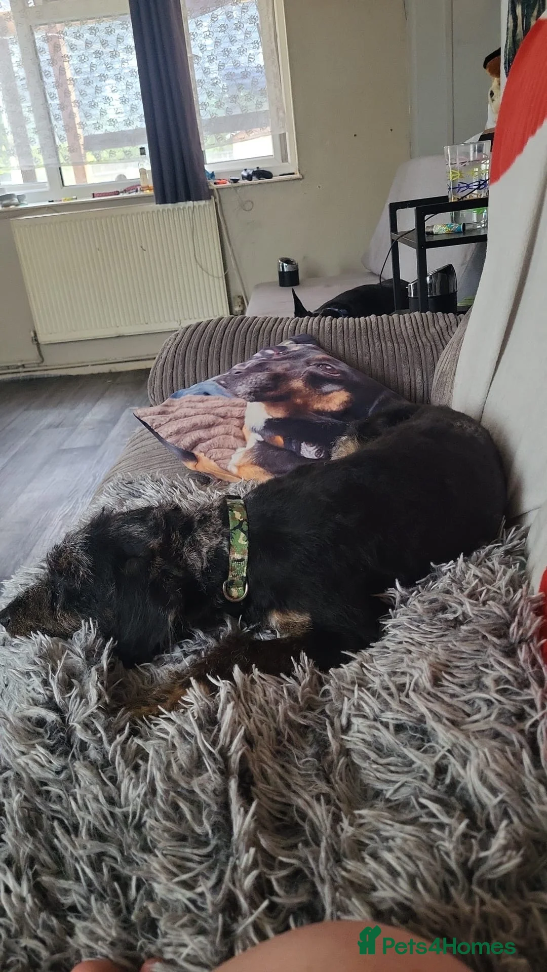 Jackapoo dogs for sale: Boy puppy £350 if gone today  - Advert 4