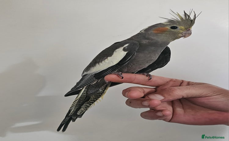 Cockatiels birds - Advert 9