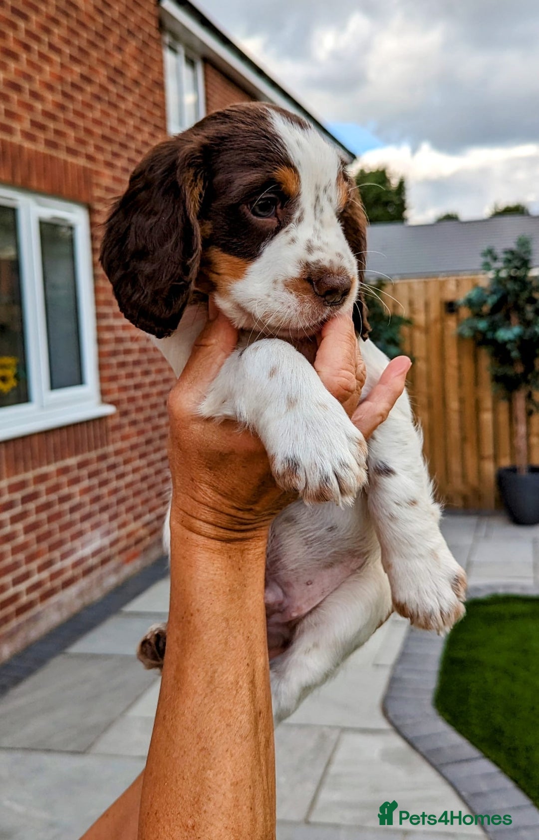 Cocker Spaniel dogs for stud: 🔥WORKING CHOC ROAN COCKER STUD 🔥 in Gateshead - Advert 8