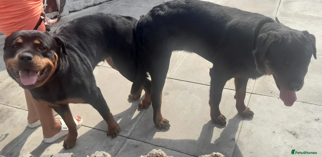 Rottweiler dogs for stud: proven rottweiler stud in Barnsley - Advert 9