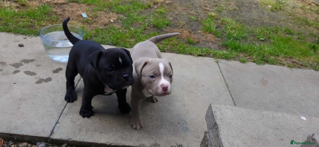 American Bully dogs for sale: 3 female pocket bully's available  - Image 6