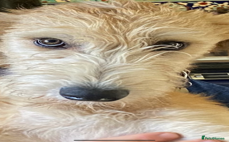 Lurcher dogs - Advert 2