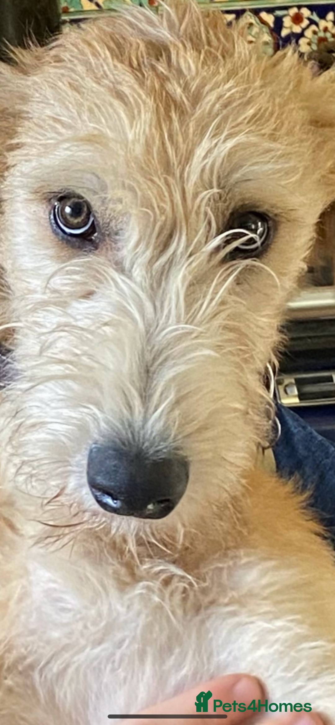 Lurcher dogs for sale: GOLDEN DEERHOUND LURCHER PUPPIES  - Image 1
