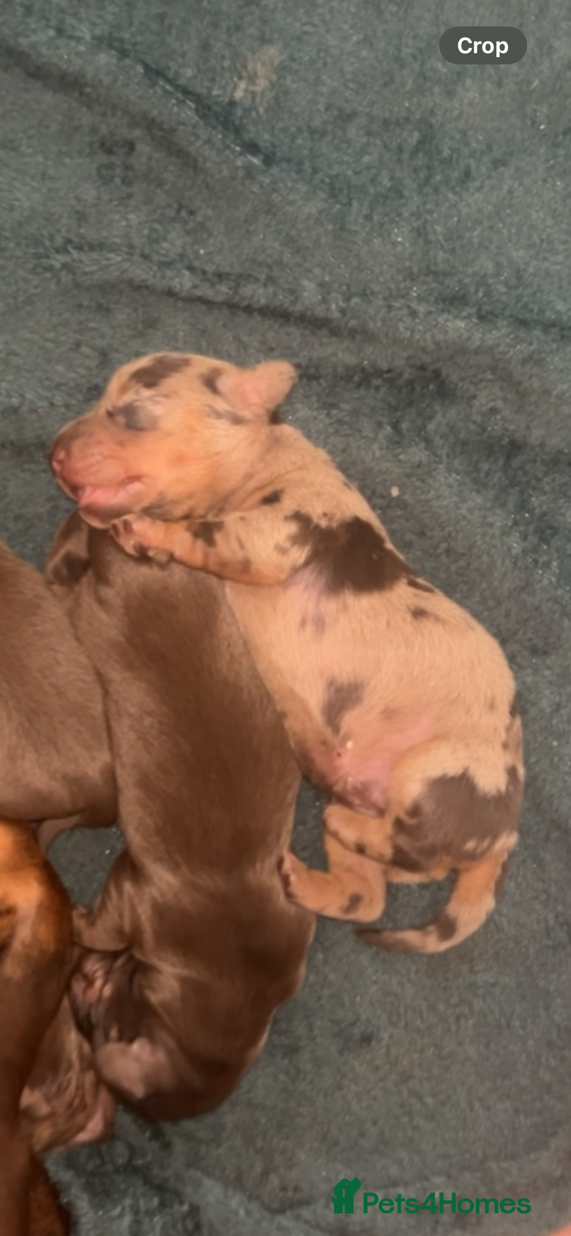 Miniature Dachshund dogs Miniature dachshund  - Advert 17