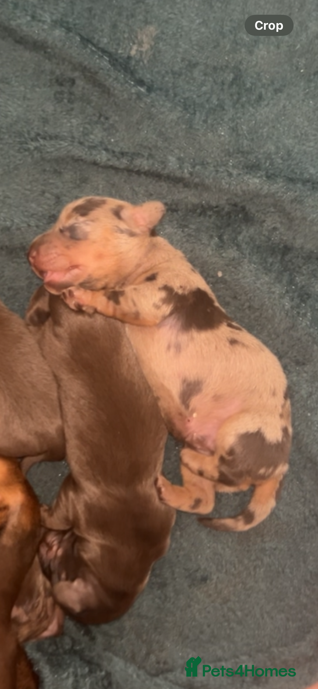 Miniature Dachshund dogs for sale: Miniature dachshund  - Image 1