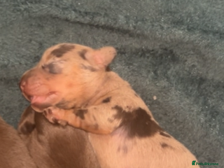 Miniature Dachshund dogs for sale - Advert 1