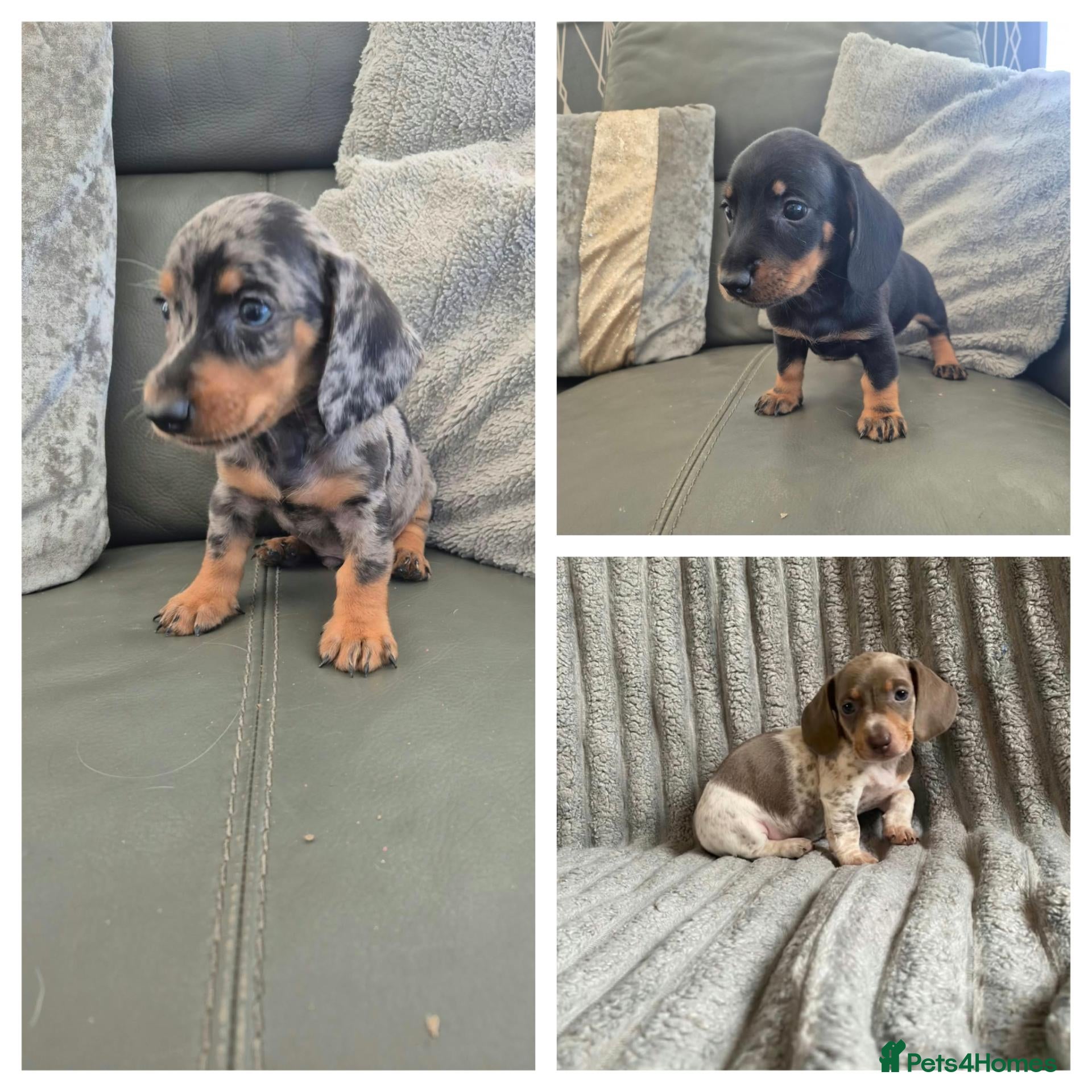 Miniature Dachshund dogs Dachshund pups - READY NOW - Advert 17
