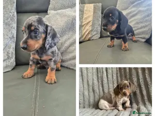 Miniature Dachshund dogs Dachshund pups - READY NOW - Advert 17
