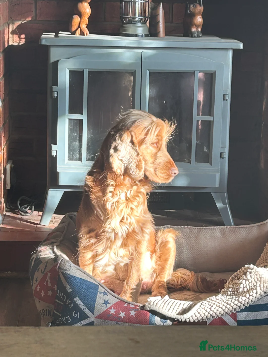 Cocker Spaniel dogs for sale: Kc registered cocker spaniel puppies (show Line)  - Advert 2