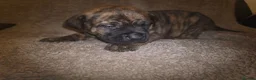 Mixed Breed dogs for sale: Dogue de bordeaux x cane corso puppies - Advert 8