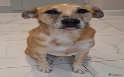 Mixed Breed dogs for sale: Big Golden Boy for Adoption  - Image 3