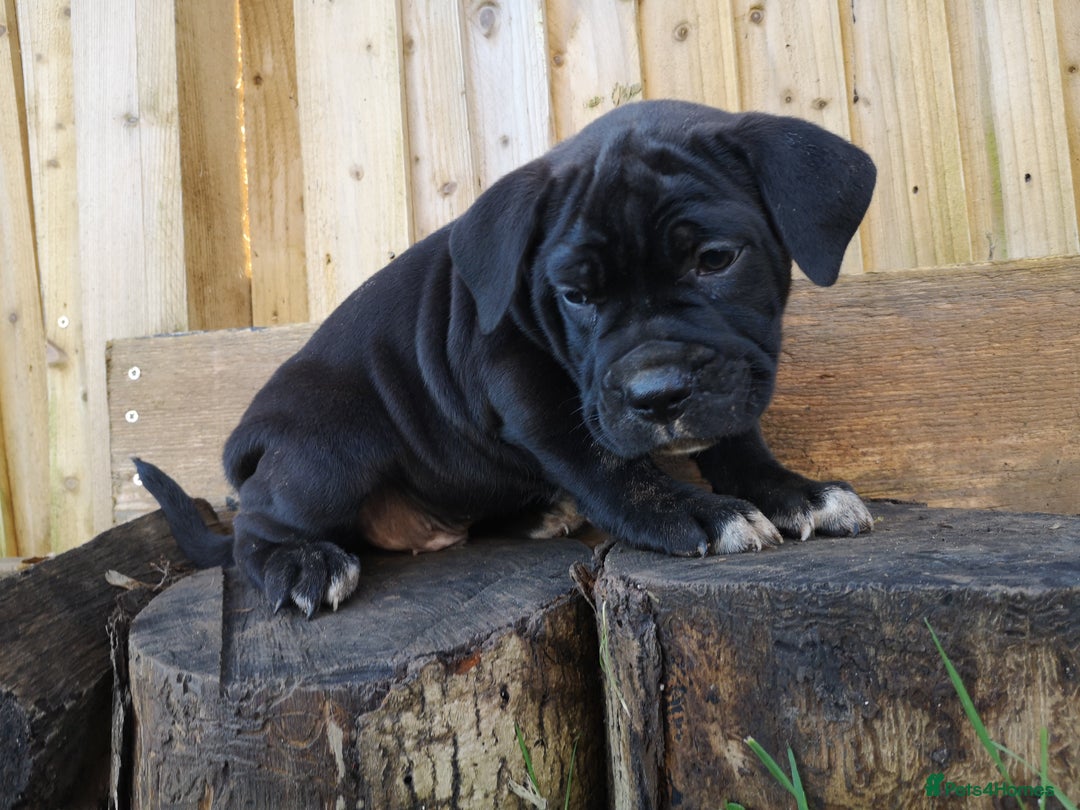 Mixed Breed dogs for sale: Olde english bulldogge x cane corso puppies  - Advert 6