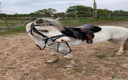 Welsh Section A horses for sale: Barbarossa dream time - Image 3
