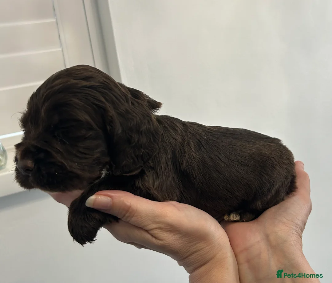 Cocker Spaniel dogs for sale: Beautiful cocker spaniel puppies  - Advert 4