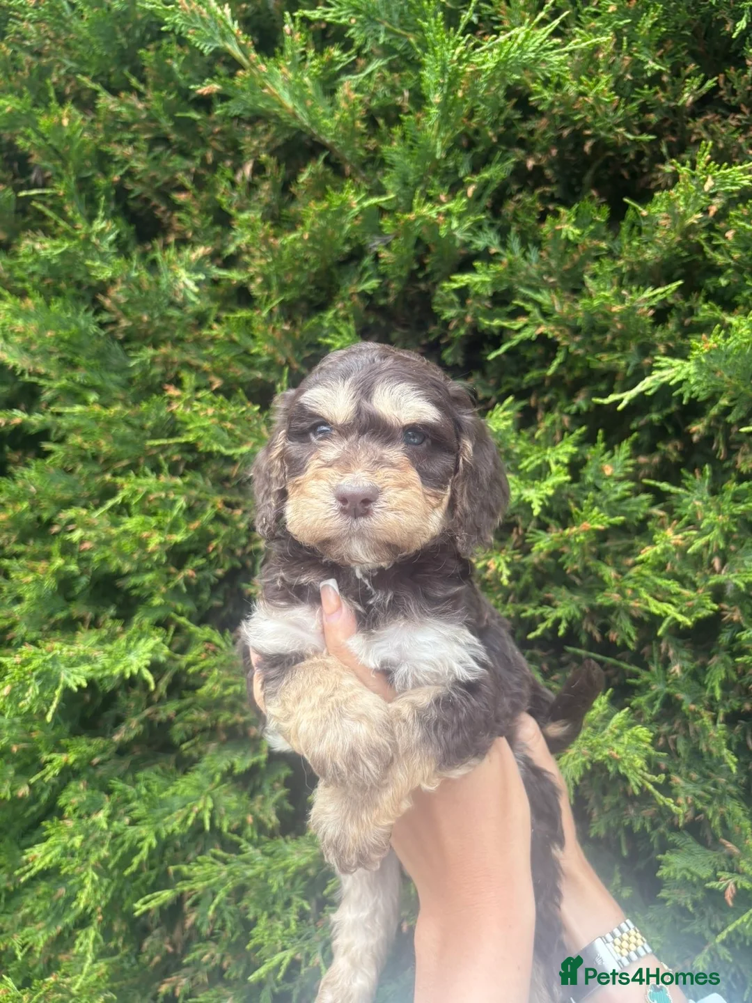Cockapoo dogs for sale: Cockerpoo puppies  - Advert 13