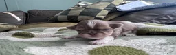 Shih Tzu dogs for sale: Mini Colourful Litter of Shihtzu  - Advert 2
