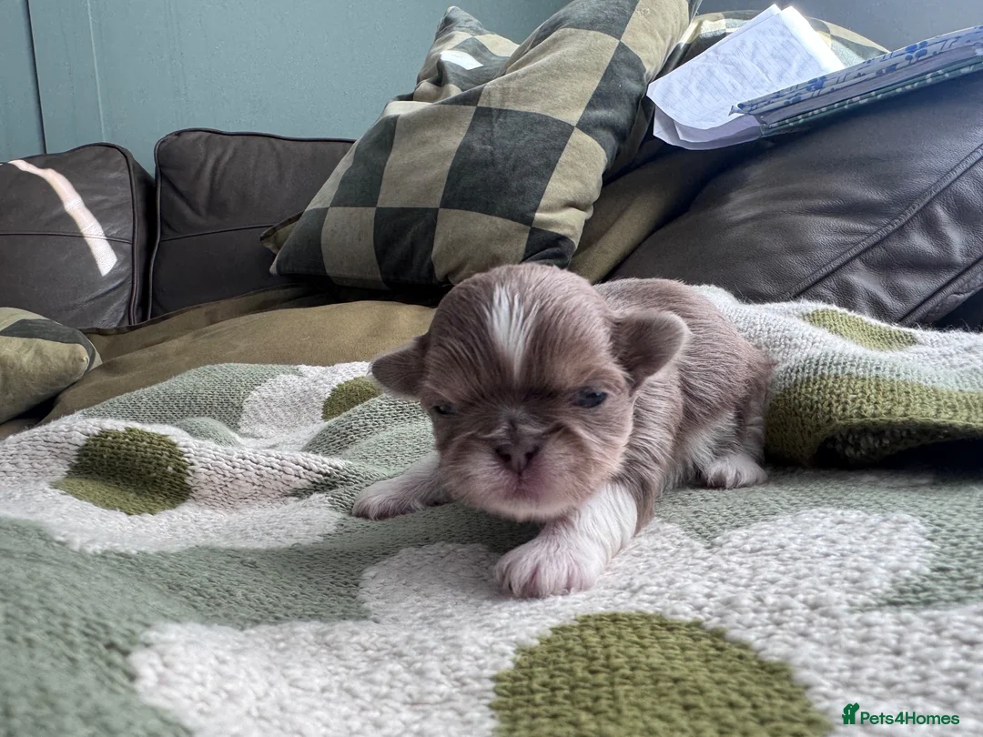 Shih Tzu dogs for sale: Mini Colourful Litter of Shihtzu  - Advert 2
