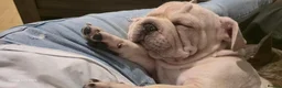 French Bulldog dogs for sale: French Bulldog  - Advert 4