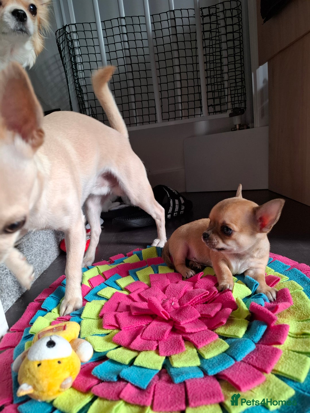 Chihuahua dogs for sale: Gorgeous Chihuahua puppies ❤️👑❤️ Bristol  - Advert 27