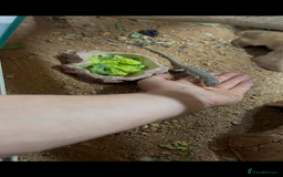 Lizard reptiles for sale: European eyed lizard Male - Image 2