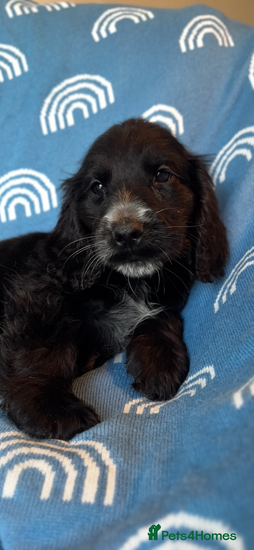 Cocker Spaniel dogs for sale: Cute cocker spaniels  - Advert 2