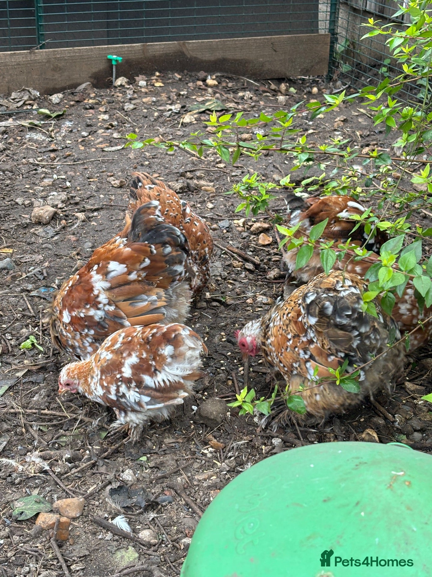 Chickens poultry for sale: Pekin hens and 1 cockerel  - Advert 1