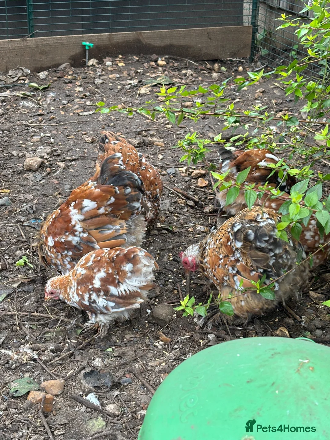 Chickens poultry for sale: Pekin hens and 1 cockerel  - Advert 1