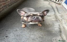 French Bulldog dogs for sale: French Bulldog Mix Fluffy Frenchie - Image 4