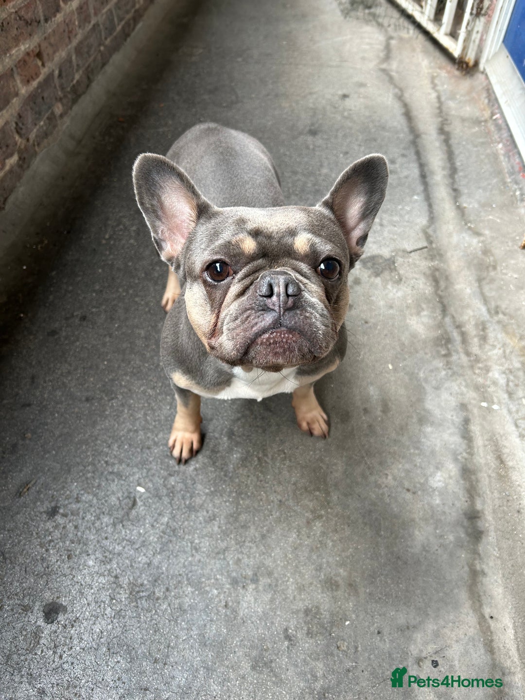 French Bulldog dogs for sale: French Bulldog Mix Fluffy Frenchie - Image 4