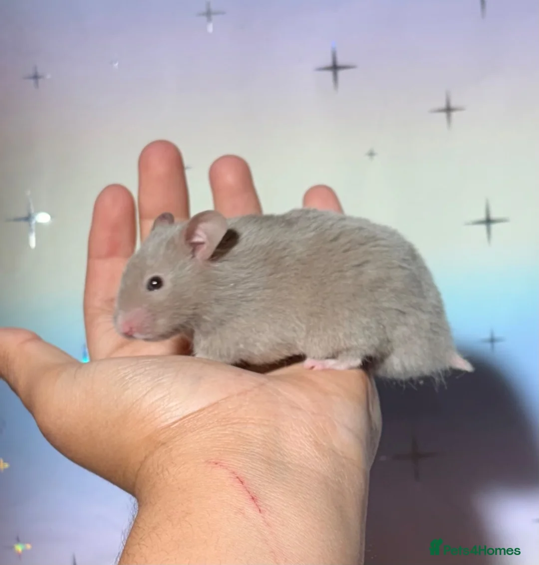 Hamster rodents for sale: BABY TAME PEDIGREE SYRIAN HAMSTERS  - Advert 1