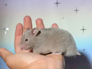 Hamster rodents BABY TAME PEDIGREE SYRIAN HAMSTERS - Advert 1