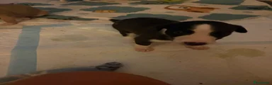 Whippet 2