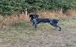 German Shorthaired Pointer dogs for stud: KC Reg German Shorthair Pointer for Stud in Bridlington - Image 15