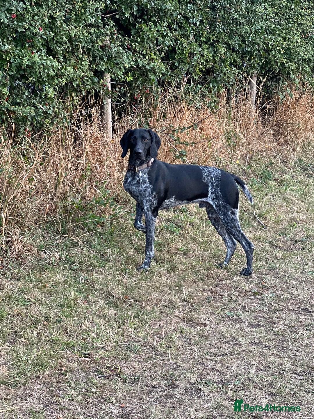 German Shorthaired Pointer dogs for stud: KC Reg German Shorthair Pointer for Stud in Bridlington - Image 15