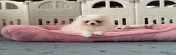 Pomeranian dogs for sale: Tiny White snow Pomeranian Puppies  - Advert 7
