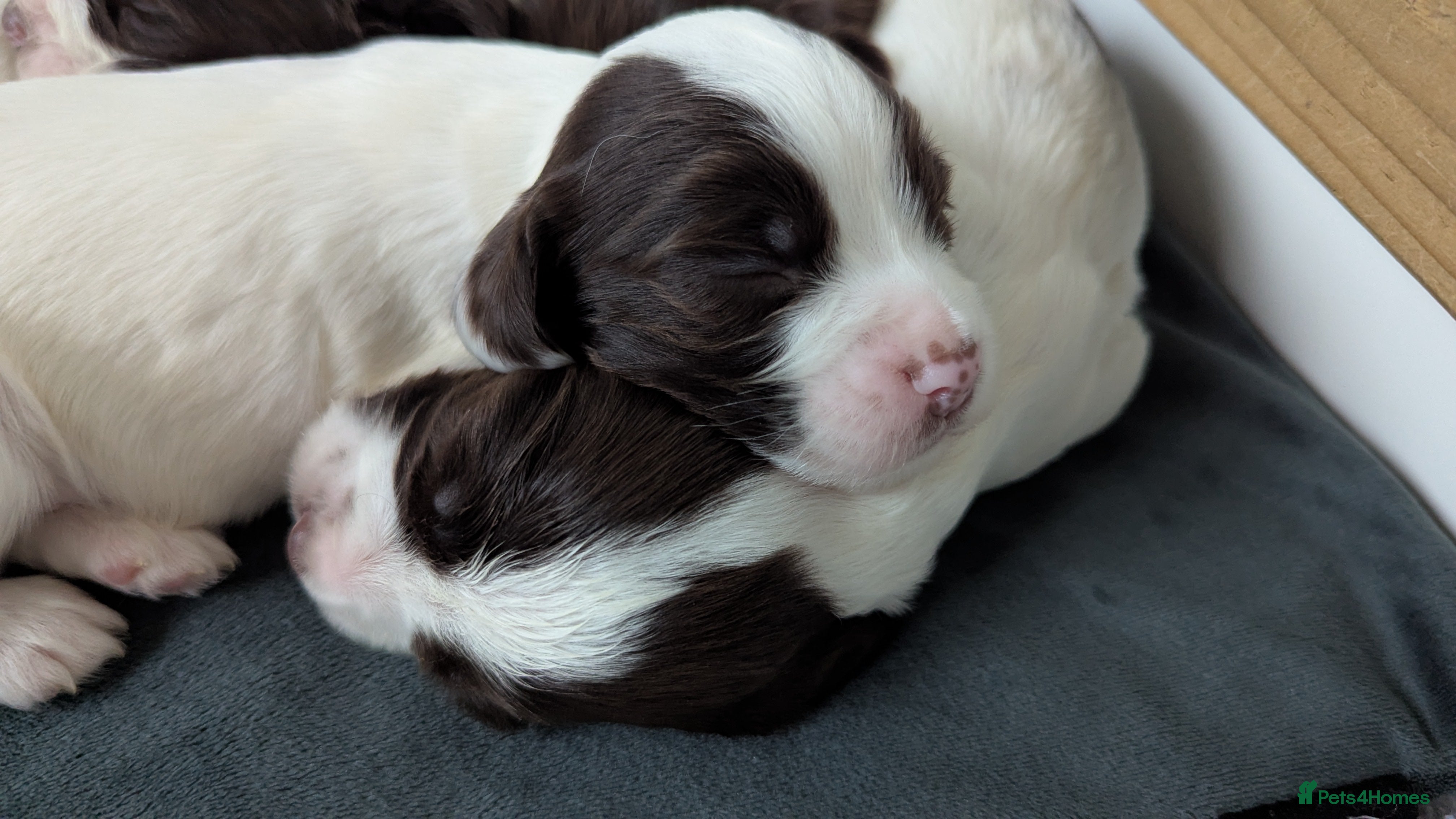 Sprocker dogs Sprocker Puppies - Cocker x Springer Spaniel - Advert 3