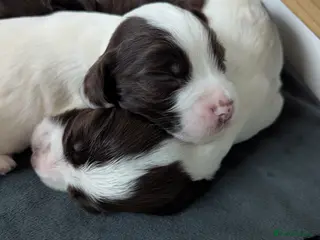 Sprocker dogs Sprocker Puppies - Cocker x Springer Spaniel - Advert 3