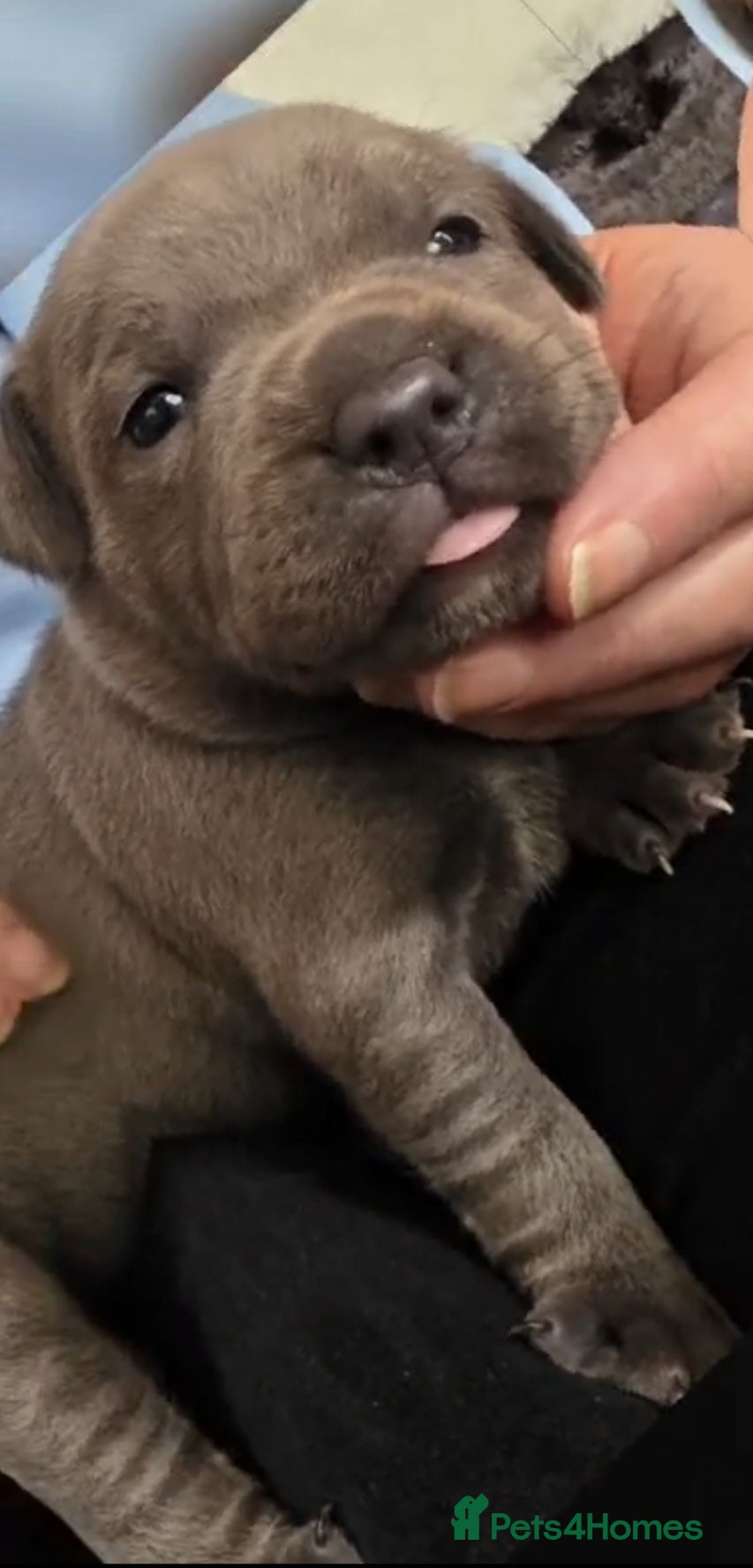 Staffordshire Bull Terrier dogs Kc reg blue & black staffords champion bloodlines  - Advert 2