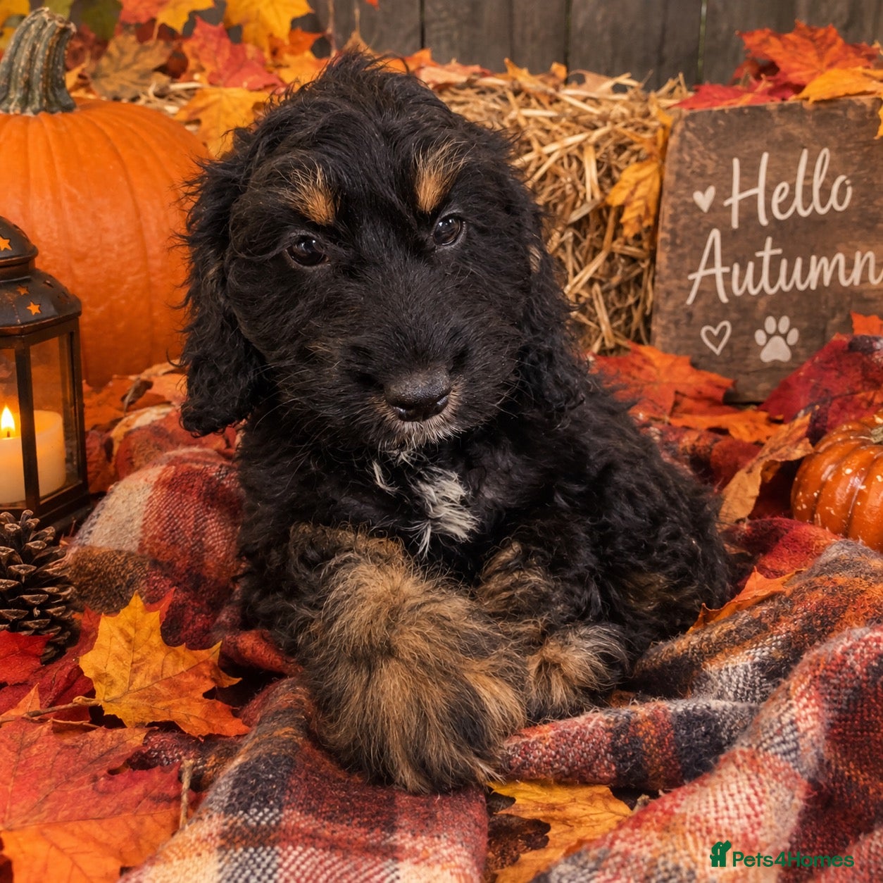 Cockapoo dogs  Beautiful Cockerpoo F1 Puppies Ready Now 🐾  🏡 - Advert 2