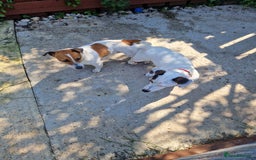 Jack Russell dogs for sale: Jack Russell Puppies for Sale  - Image 24