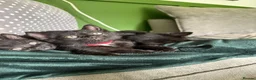 Mixed Breed cats for sale: Black female kitten  - Advert 4