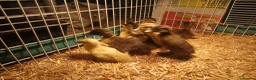 Ducks poultry for sale: Female indian runner ducklings - Advert 2