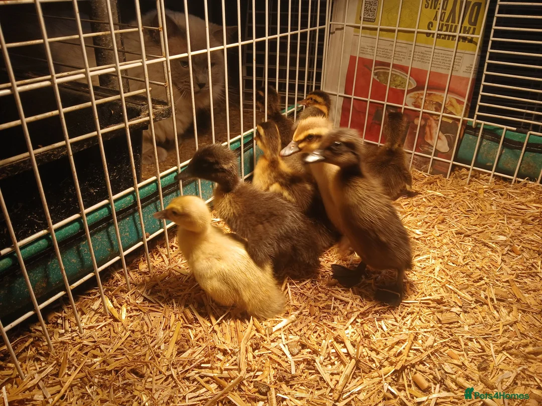 Ducks poultry for sale: Female indian runner ducklings - Advert 2