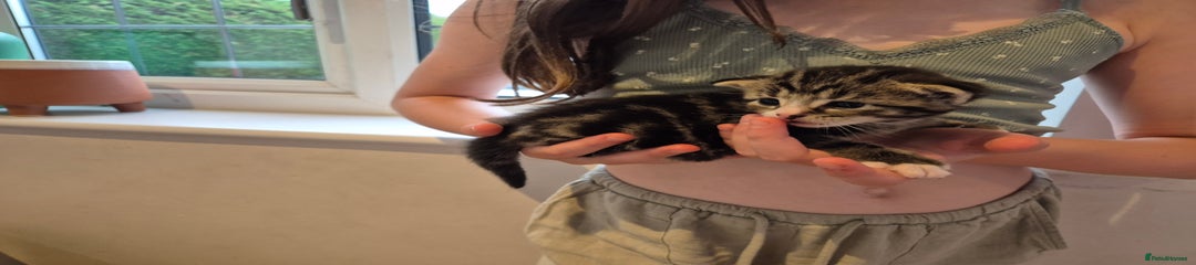 British Longhair Kitten 1