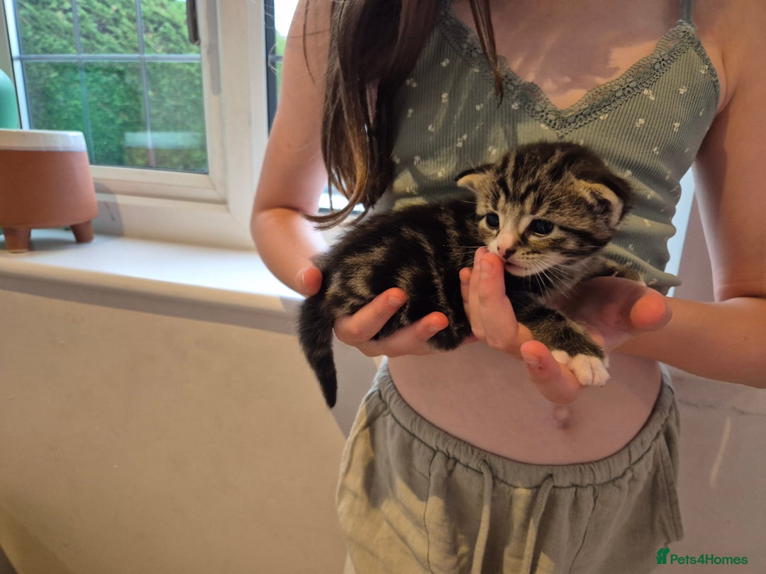 British Longhair cats for sale: 4 beautiful kittens for sale. £180 ea - Image 4