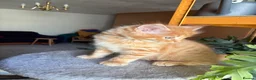 Mixed Breed cats for sale: Healthy , Energetic, Absolutely stunning 8  - Advert 24