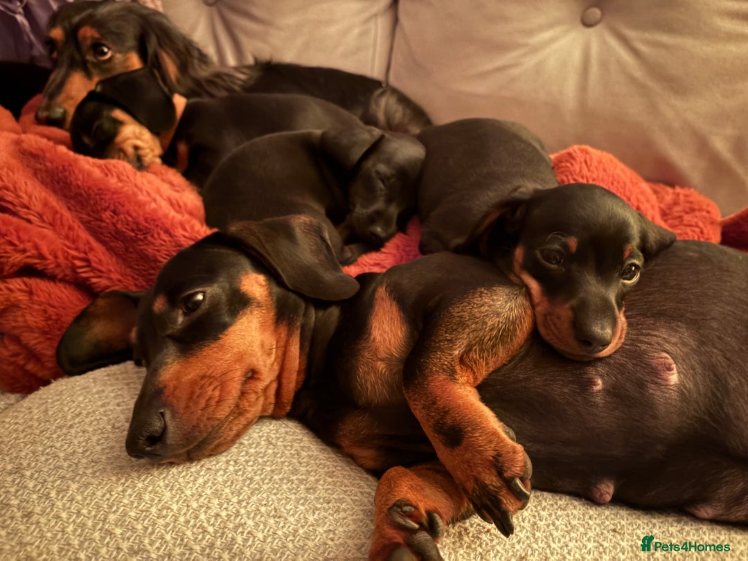 Miniature Dachshund dogs for sale: Miniature dachshund puppies 🐾 - Advert 9